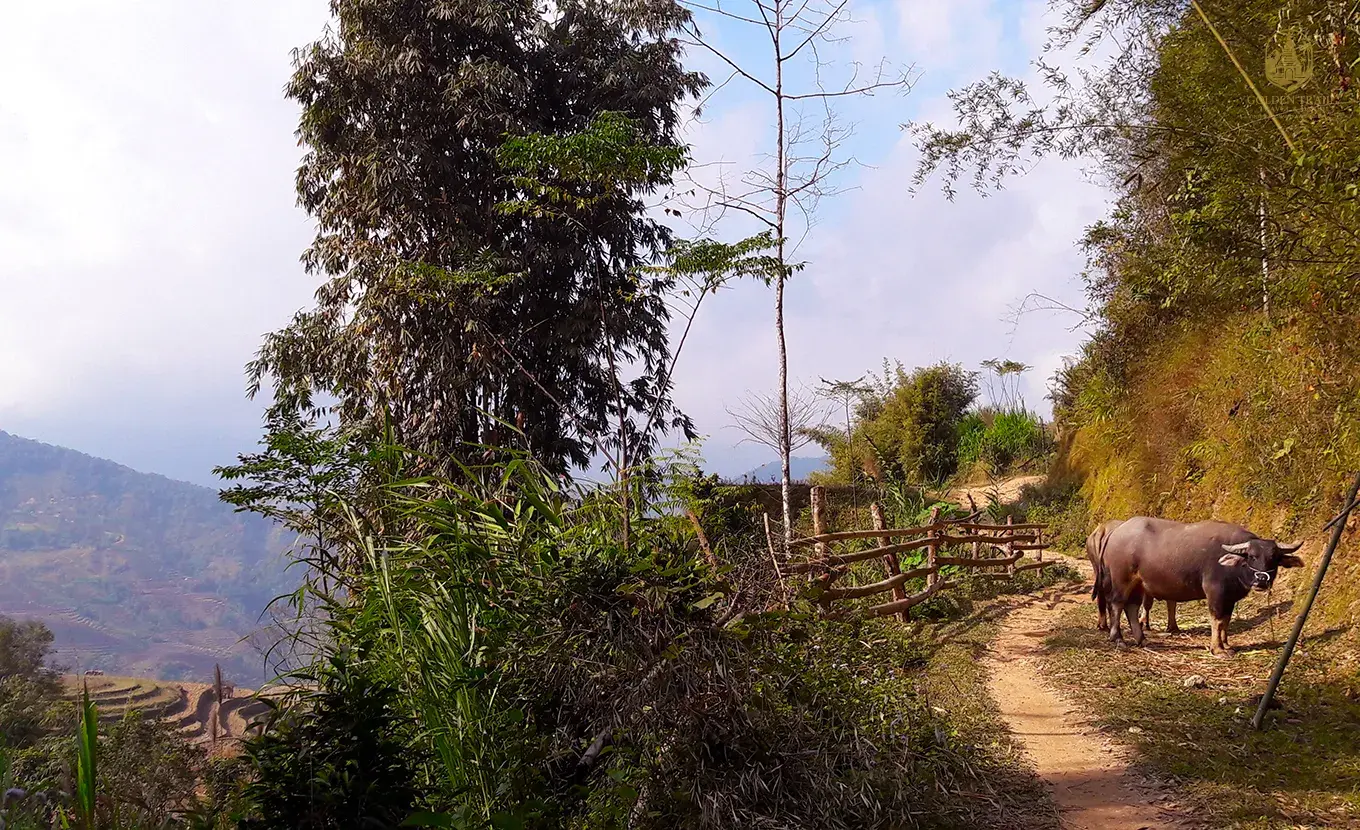 Hoang Su Phi Trekking: 8-Day Authentic Adventure on Vietnam's Spectacular Rice Terraces